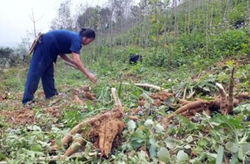 Hình 5 Thu hoạch sắn Hình 6 Rừng Bạch đàn của người Tày thôn Bản Thẩu 5