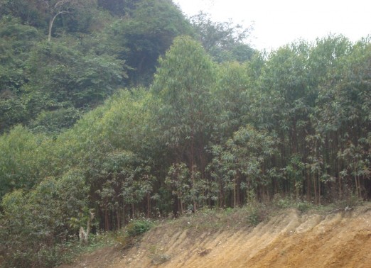 Hình 6 Rừng Bạch đàn của người Tày thôn Bản Thẩu Hình 7 8 Mảnh vườn 6