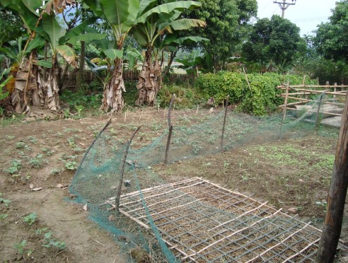 Hình 7 8 Mảnh vườn của người Tày thôn Bản Thẩu 7