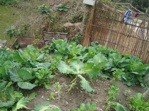 Hình 7 8 Mảnh vườn của người Tày thôn Bản Thẩu 8