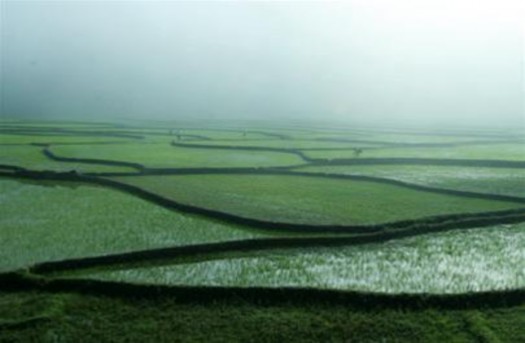 Cánh đồng Mường Thanh Điện Biên 1