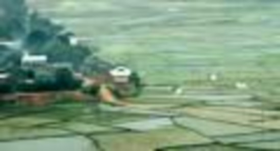 Cánh đồng Mường Lò Nghĩa Lộ Yên Bái 2