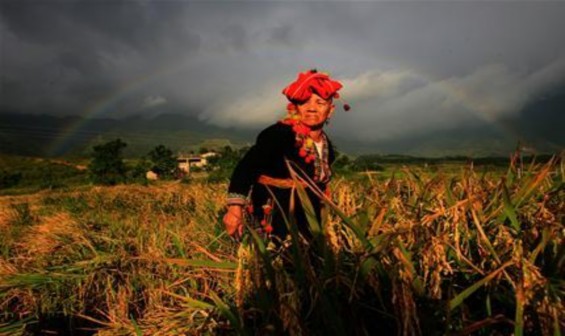 Cánh đồng Mường Than Lai Châu 3