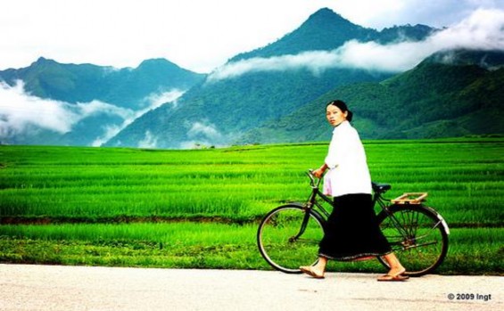 Cánh đồng Mường Tấc Sơn La 4