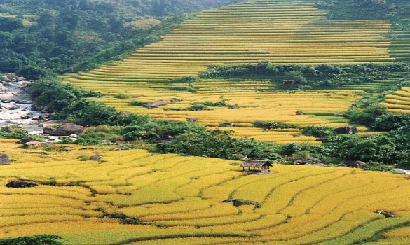 Cánh đồng lúa ở Cao Bằng 8