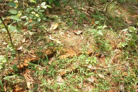 Bản ảnh 23 Hiện trạng khu đền tháp Vân Trạch Hòa Nguồn TTBTDTCĐ Huế Bản 8