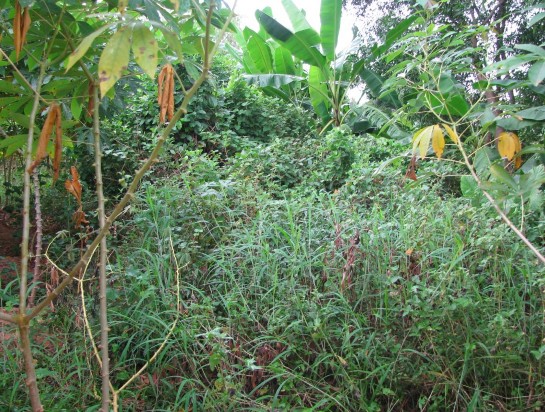 Bản ảnh 34 Phế tích tháp Đức Nhuận nằm dưới lớp cây cỏ Nguồn Tác 8