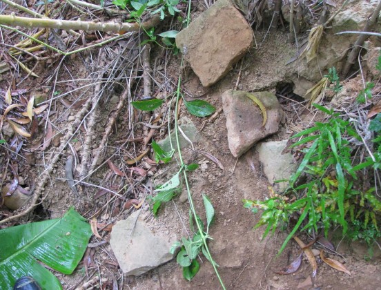 Bản ảnh 35 Gạch Champa tại phế tích tháp Đức Nhuận Nguồn Tác giả Bản 9