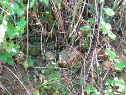 Bản ảnh 40 Gạch Champa tại phế tích Cồn Tháp Nguồn Tác giả Bản ảnh 41 4