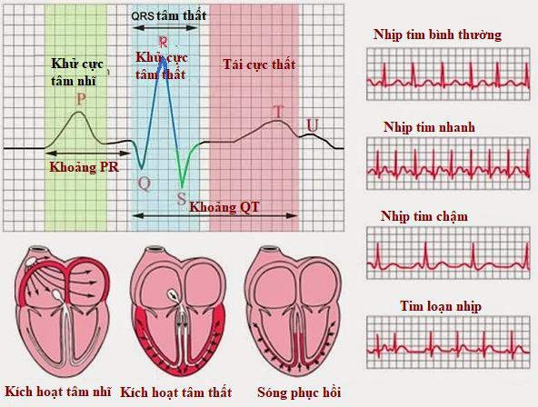 Hình 1 1 Tín hiệu điện tim và các phân tích cơ bản từ tín hiệu điện tim 1