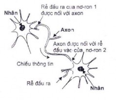 Hình 2 4 Mô hình mạng nơ rôn sinh học Các rễ của nơ rôn được chia làm hai 4