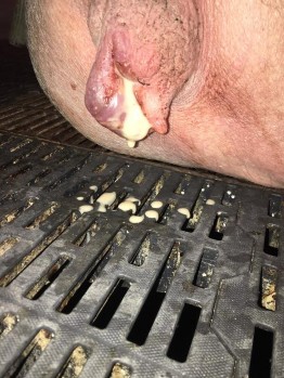 Ảnh 1 Lợn viêm tử cung Ảnh 2 lợn con bị tiêu chảy Ảnh 3 ThuốcAmoxitav Ảnh 1