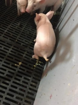 Ảnh 1 Lợn viêm tử cung Ảnh 2 lợn con bị tiêu chảy Ảnh 3 ThuốcAmoxitav Ảnh 2