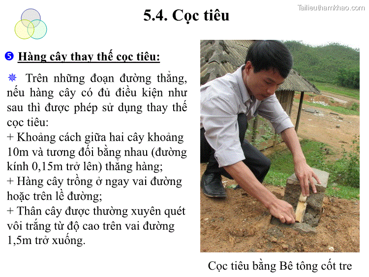  Hàng Cây Thay Thế Cọc Tiêu Trên Những Đoạn Đường Thẳng