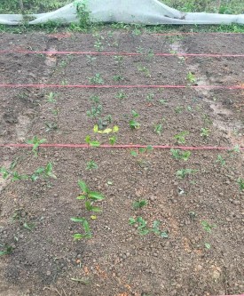 Within Groups 0 340499 8 0 042562 Total 1 624859 11 PHỤ LỤC 04 HÌNH ẢNH NGHIÊN CỨU 2