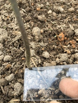 Within Groups 0 340499 8 0 042562 Total 1 624859 11 PHỤ LỤC 04 HÌNH ẢNH NGHIÊN CỨU 4