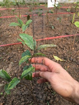 Within Groups 0 340499 8 0 042562 Total 1 624859 11 PHỤ LỤC 04 HÌNH ẢNH NGHIÊN CỨU 5