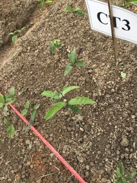 Within Groups 0 340499 8 0 042562 Total 1 624859 11 PHỤ LỤC 04 HÌNH ẢNH NGHIÊN CỨU 6