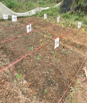 Within Groups 0 340499 8 0 042562 Total 1 624859 11 PHỤ LỤC 04 HÌNH ẢNH NGHIÊN CỨU 7