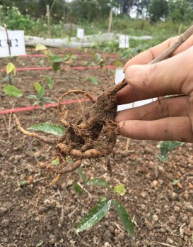 Within Groups 0 340499 8 0 042562 Total 1 624859 11 PHỤ LỤC 04 HÌNH ẢNH NGHIÊN CỨU 8