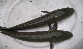 Hình 2 1 Hình dạng cá Lóc Nguồn cagiongthiennham com 2 1 3 Đặc điểm phân bố và 1