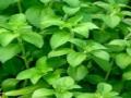 Nghiên cứu chiết xuất và tinh sạch steviosid và rebaudiosid A từ cây Cỏ Ngọt Stevia rebaudiana làm chất tạo ngọt trong thực phẩm và dược phẩm - 2