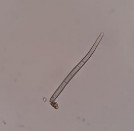 Lông đa bào Mạch điểm Lông đơn bào Khối tinh bột Hình 4 19 Soi bột thân Đinh 19