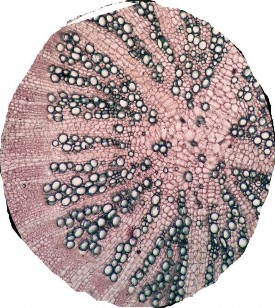 Vùng gỗ Túi tiết ly bào Tia gỗ Lông hút Lớp bần Hình 4 15 Vi phẫu rễ Đinh 2