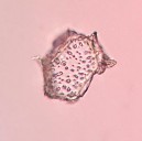 Mạch điểm Lông đơn bào Khối tinh bột Hình 4 19 Soi bột thân Đinh lăng vật 20