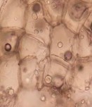 Mảnh mô mềm Hạt tinh bột Bó sợi Sợi mô cứng Mạch vạch Hình 4 21 Soi bột 29