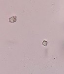 Hạt tinh bột Bó sợi Sợi mô cứng Mạch vạch Hình 4 21 Soi bột rễ Đinh lăng 30