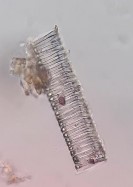 Mạch vạch Hình 4 21 Soi bột rễ Đinh lăng vật kính 40X Soi dưới kính hiển vi 33