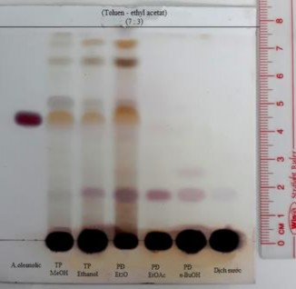Sau khi nhúng TT Acid sulfuric 10 Hình 4 23 Định tính cao rễ bằng hệ Toluen ethyl 7