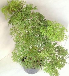 Hình 2 2 Toàn cây và lá Đinh lăng 2 1 3 Một số loài Đinh lăng khác 2 1 3 1 Đinh 2