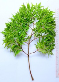 Hình 4 1 Toàn cây và lá Đinh lăng 10