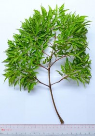 Hình 4 1 Toàn cây và lá Đinh lăng 11