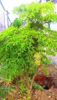 Hình 4 1 Toàn cây và lá Đinh lăng 8