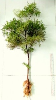 Hình 4 1 Toàn cây và lá Đinh lăng 9