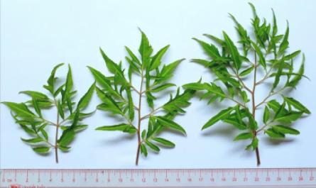Phân tích sơ bộ thành phần hóa học và chiết phân đoạn của rễ cây Đinh lăng Polyscias fruticosa L. Harms trồng tại An Giang - 9