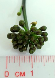 Hình 4 3 Cụm hoa Đinh lăng Hình 4 4 Hình thái bên ngoài hoa Đinh lăng Cụm hoa mọc 10