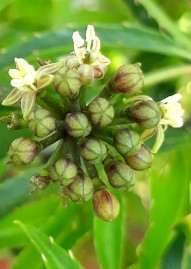 Hình 4 3 Cụm hoa Đinh lăng Hình 4 4 Hình thái bên ngoài hoa Đinh lăng Cụm hoa mọc 11