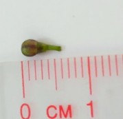 Hình 4 4 Hình thái bên ngoài hoa Đinh lăng Cụm hoa mọc ở ngọn thành hình chùy 12