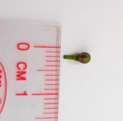 Hình 4 4 Hình thái bên ngoài hoa Đinh lăng Cụm hoa mọc ở ngọn thành hình chùy 13