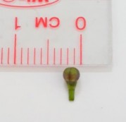 Hình 4 4 Hình thái bên ngoài hoa Đinh lăng Cụm hoa mọc ở ngọn thành hình chùy 14