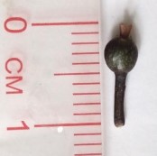 Hình 4 4 Hình thái bên ngoài hoa Đinh lăng Cụm hoa mọc ở ngọn thành hình chùy 15