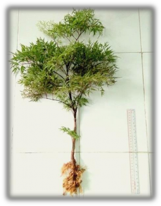 Hình 4 5 Hình toàn cây và thân Đinh lăng Hình 4 6 Hình đường kính thân Đinh 16