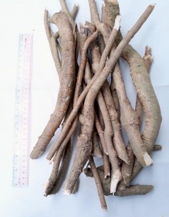 Hình 4 5 Hình toàn cây và thân Đinh lăng Hình 4 6 Hình đường kính thân Đinh 17