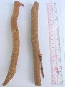 Hình 4 5 Hình toàn cây và thân Đinh lăng Hình 4 6 Hình đường kính thân Đinh 18