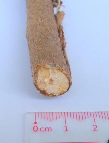 Hình 4 5 Hình toàn cây và thân Đinh lăng Hình 4 6 Hình đường kính thân Đinh 19