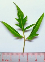 Hình 4 2 Hình thái bên ngoài của lá Đinh lăng Cây nhỏ dạng bụi cao từ 0 5 2 2